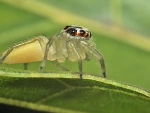 Ejemplo de Macro