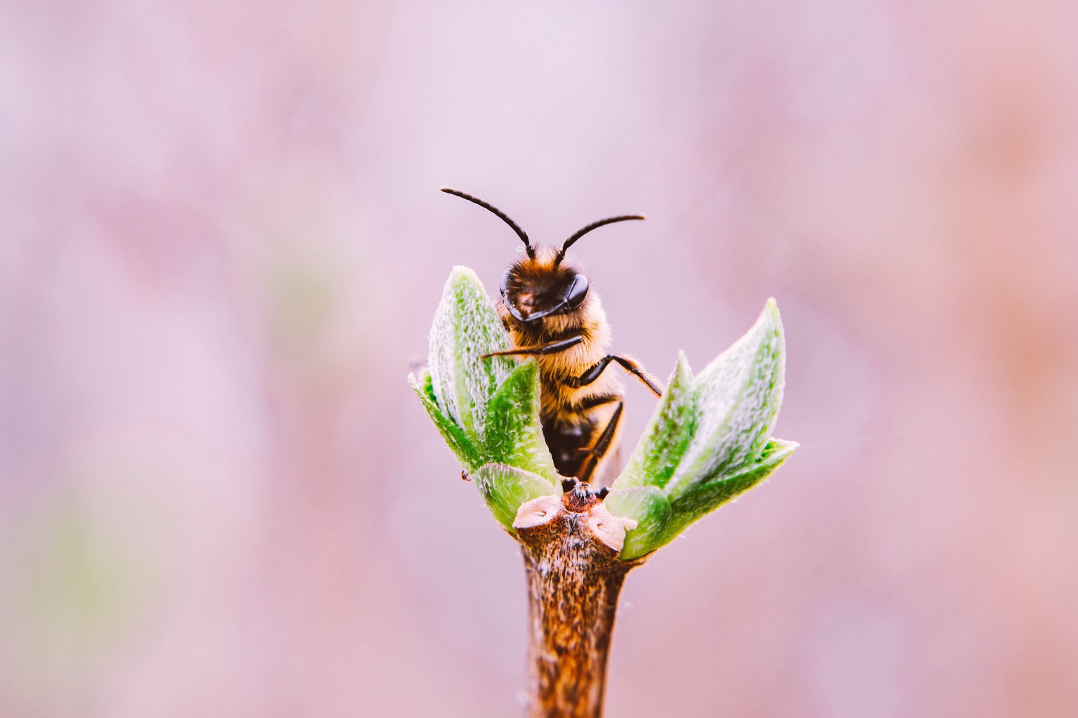 Fotografía Macro