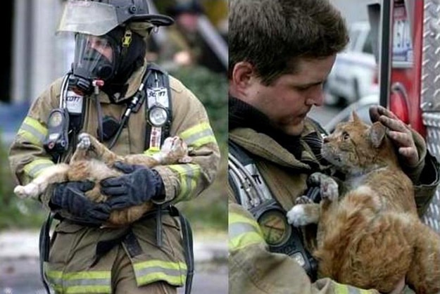 Bombero Joven Arriesgándose Por un Gato