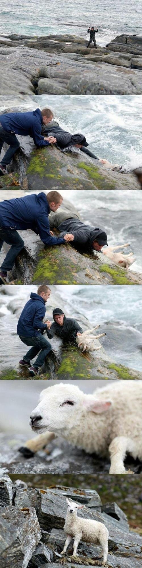 Dos Noruegos Salvando a una Oveja