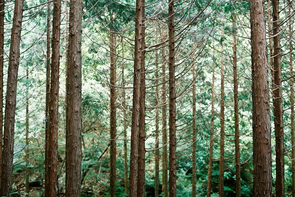 Bosques Frondosos