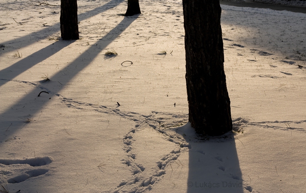 Juega con las sombras