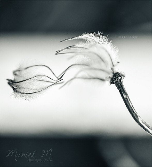 Blanco y negro