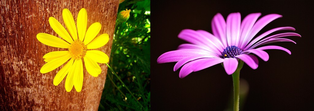 Comparativa de flor con fondo limpio y con distracciones