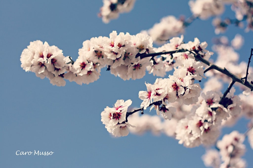 Almendro en flor.