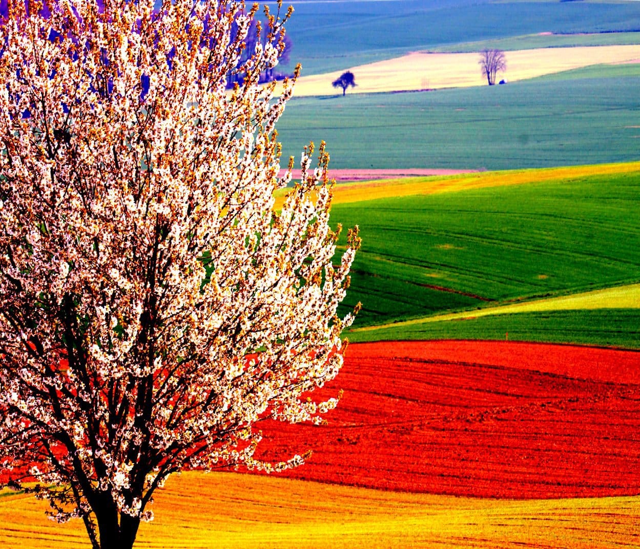 Paisaje primaveral de Mister-Mastro