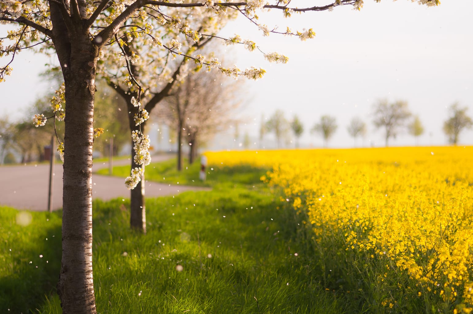 flores en primavera