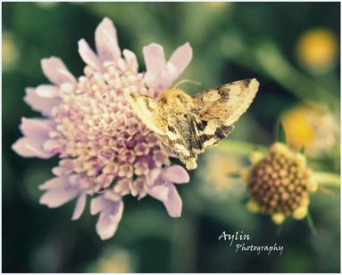 Aylin Fernández_Si fuera mariposa!