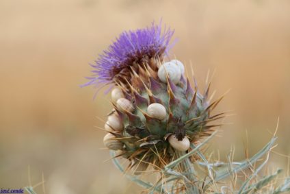 Jose Conde_Casamata de los caracoles