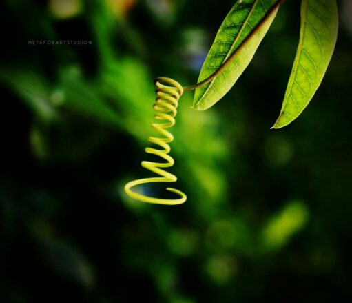 Metaforart_Espiral