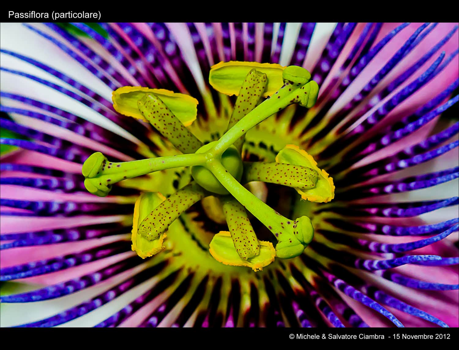 Imagen tomada con objetivo macro.