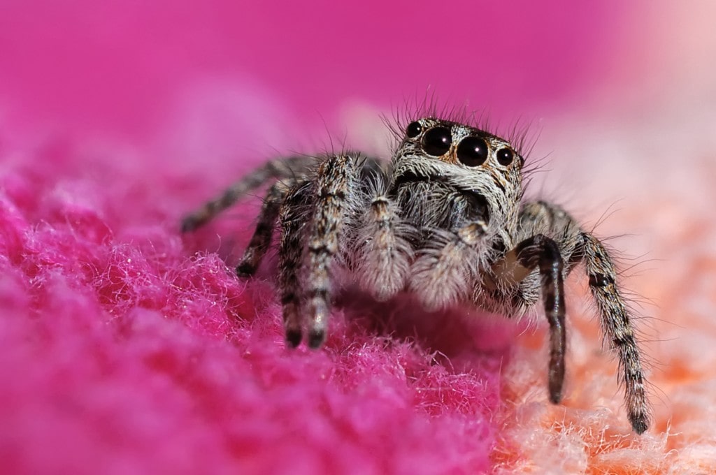 Resultado de imagen para fotos con objetivo macro