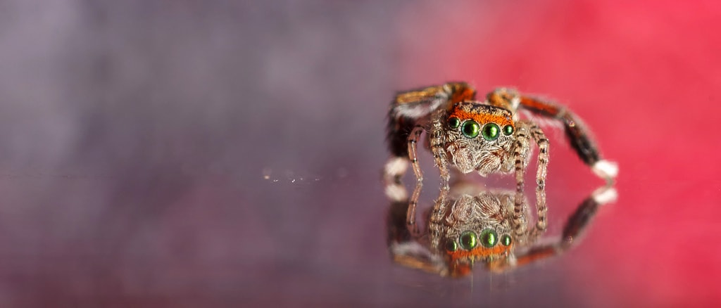 Fotografía tomada con el Sigma EX f/2.8 DG