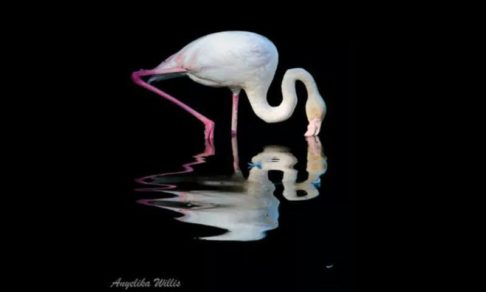 Anyelika Wilis_Sin título