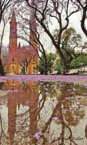 Miguel Miguelo Keller_Jacarandas en flor