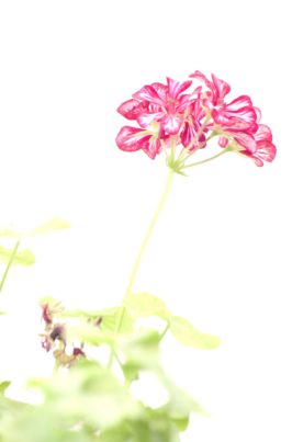 Adolfo Jiménez_Geranio