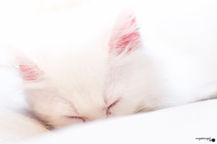 Miguel Ángel Lillo_Nala