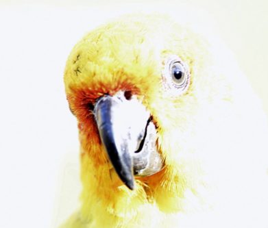 Pepe Pepote_Silueta en clave alta