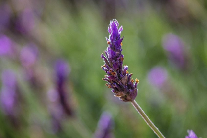 Andrés González Aballay_Sin título