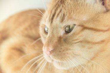 El resultado con la caja de luz