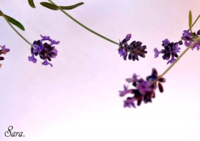 Sara Vázquez Martínez_Olor a lavanda