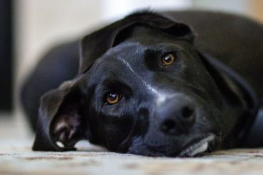 Fotografía de Mascotas