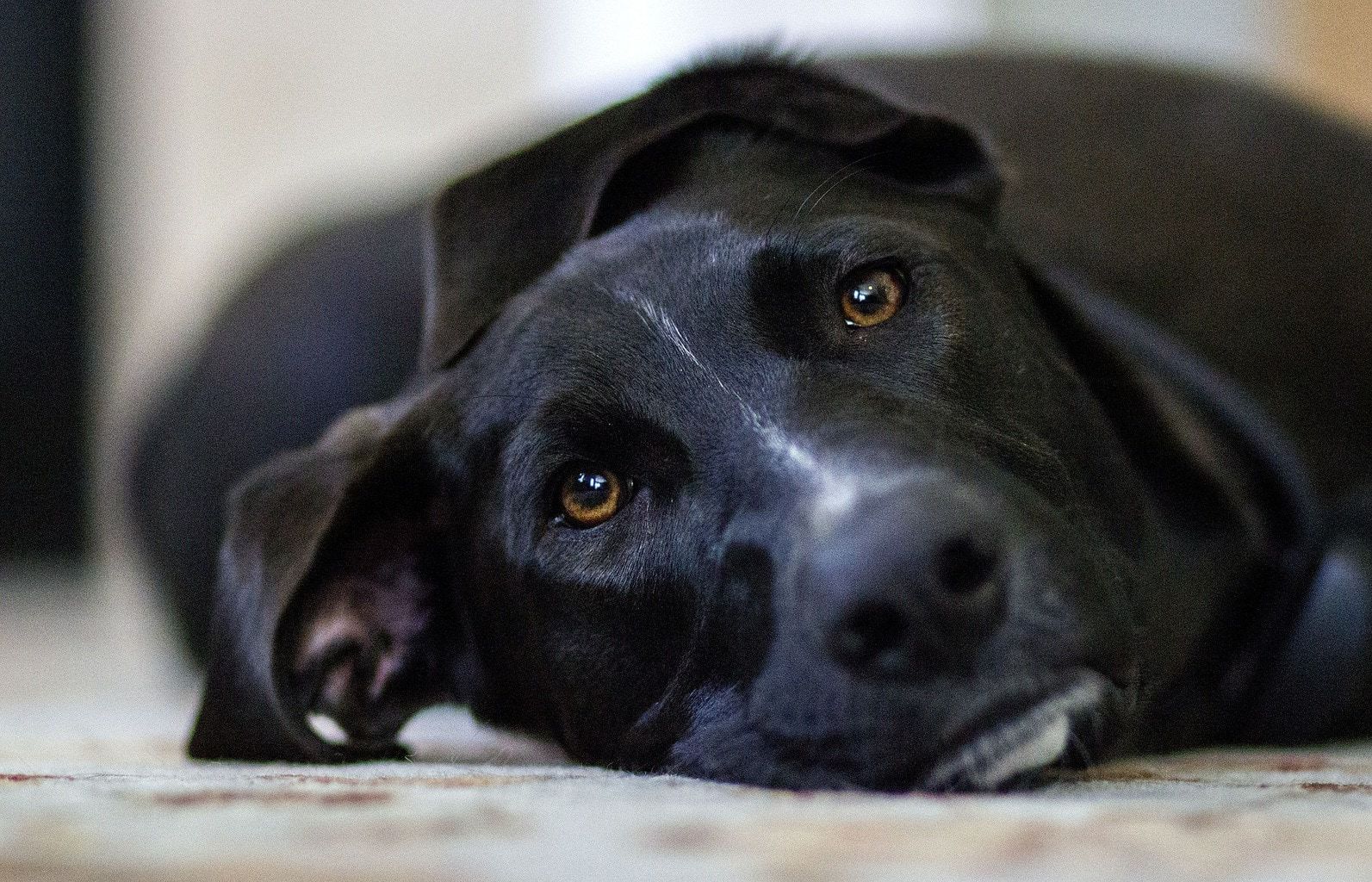 Fotografía de Mascotas