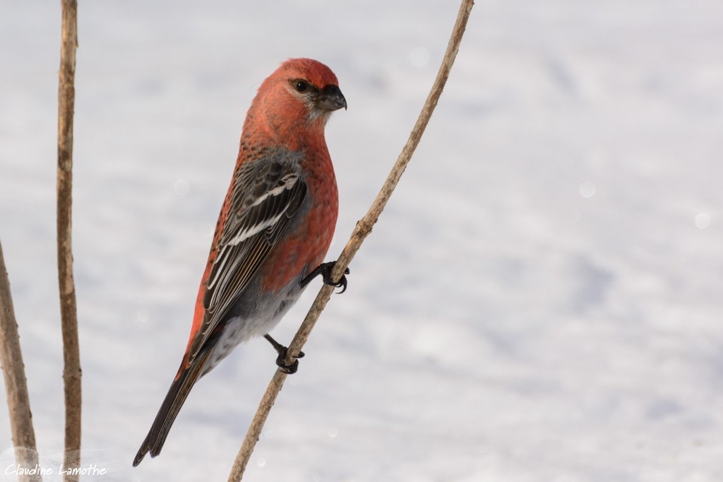 Male Pine grosbeak