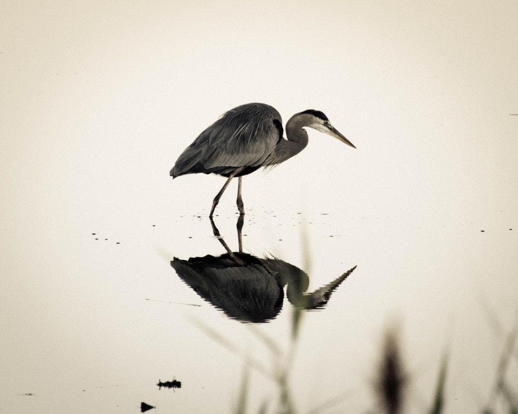 Great Blue Heron reflection