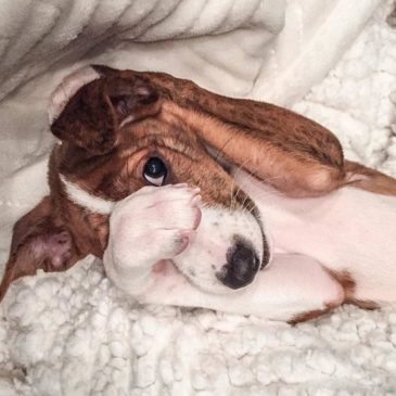 Alicia Faval_Ay qué vergüenza