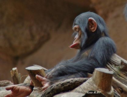 Rosa María González Flebes_Estoy enfadado