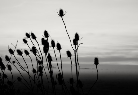 Amalia Zilio_Los cardos y la niebla