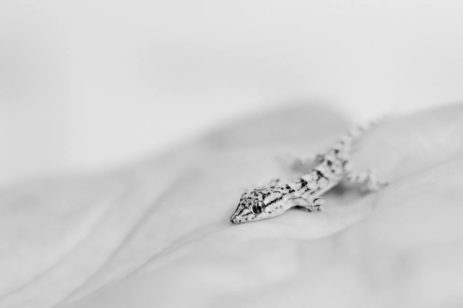 Frank Giraut Pujol_Mi amigo Toby