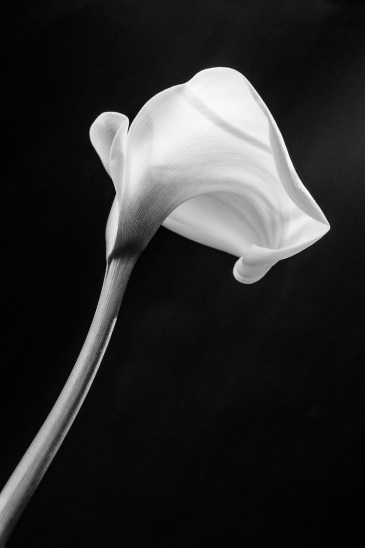 Marcela Granero_De mi jardín