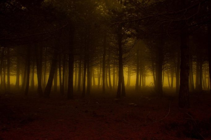 intxaur_Bosque encantado