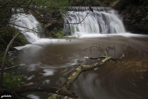 Yoly_El árbol que se sumergió en el otoño