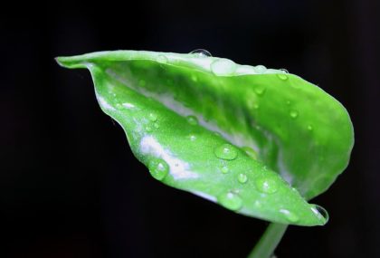 Carmen Serrano_Sencillez