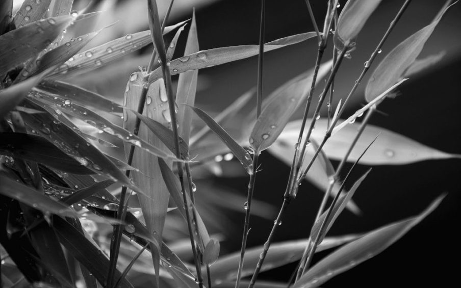 JP INOSTROZA_Una con las gotas después de la lluvia