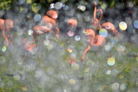 Mario Esquivel_Flamencos rosado color tierno!!