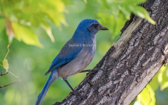 Denise Ingrid Brickel_Blue Bird
