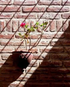 Francisco Ponticelli_Cárcel floral