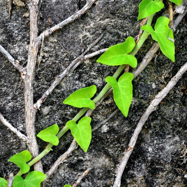 Javier Pérez Marañón_Hiedra