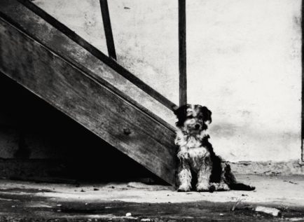 Verónica Rosales Durán_Callejero