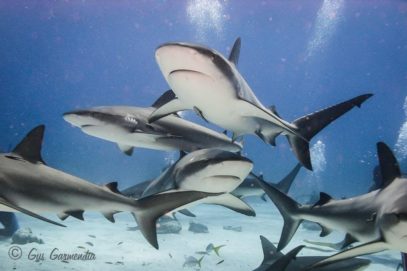 Guss Garmendia_Nadando con tiburones