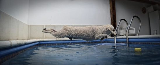 Juan Cruz Buteler Mensa_Obsesión canina