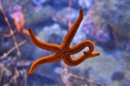 Txino Siffredi_Izarra