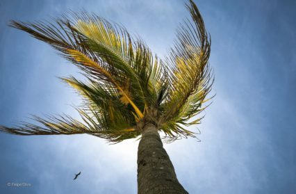 Andres Silva Bohórquez_Al viento