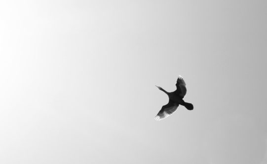 Claudia Garrido_Un vuelo tranquilo