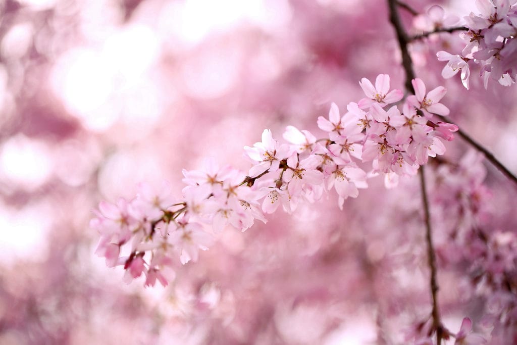 árbol en flor