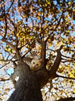 Guillermo Gallardo_Sin título